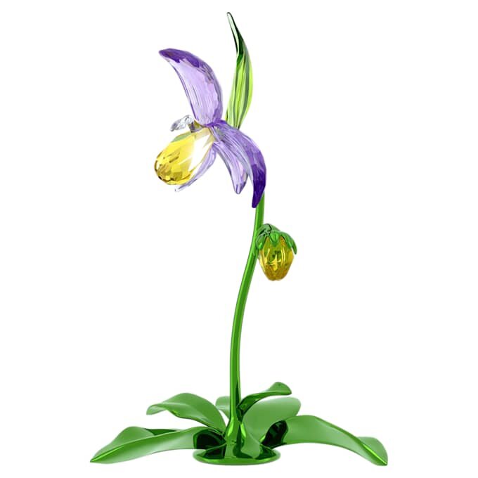 Florere Lady Slipper Orchid Florere Lady Slipper Orchid